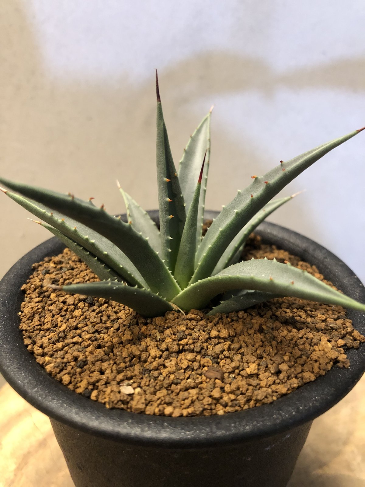 アガベ ユタエンシス ネバデンシス | GREEN LUCK