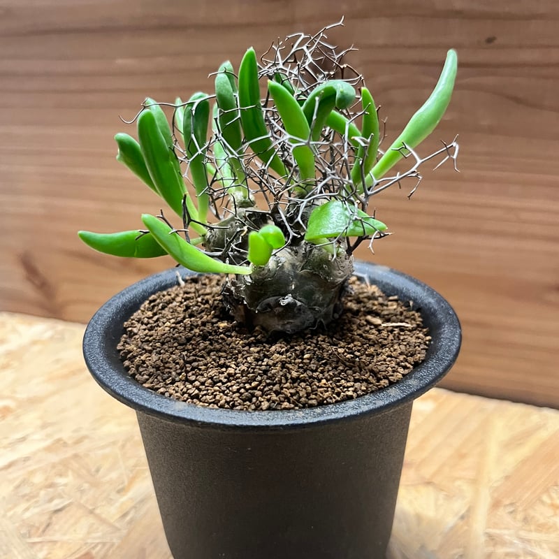 チレコドン レティキュラーツス 万物想 | GREEN LUCK