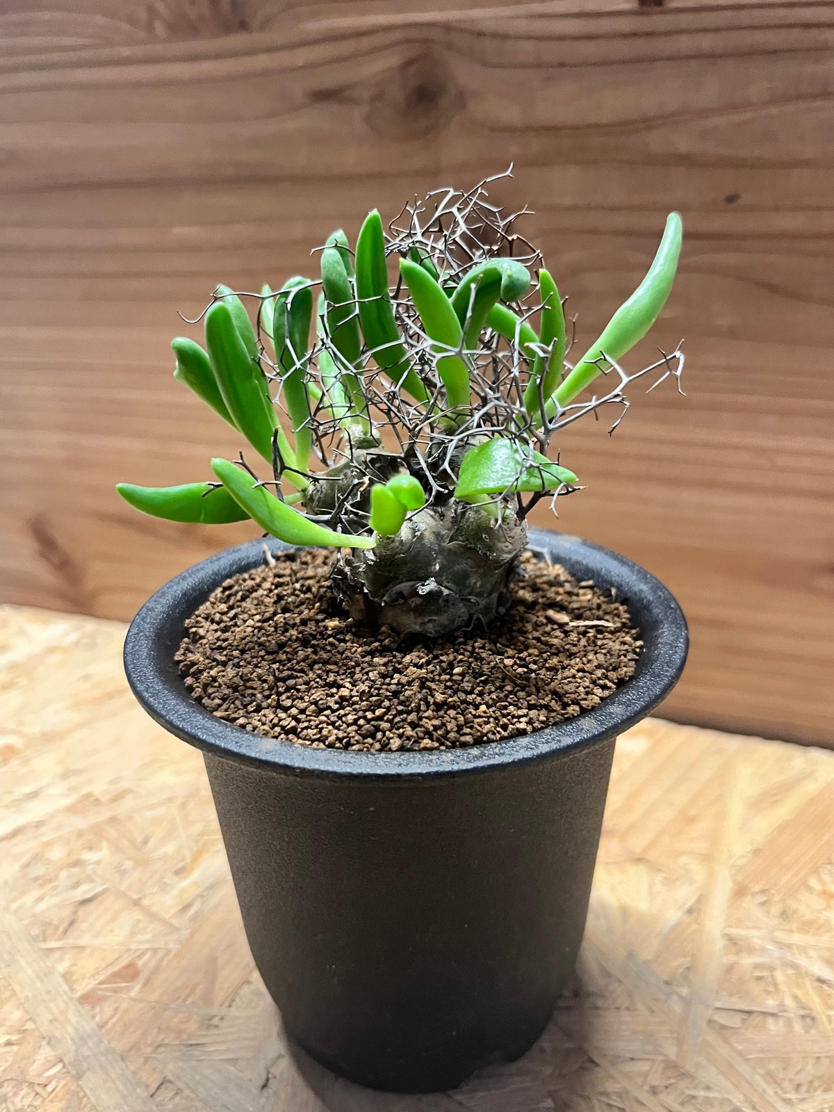 チレコドン レティキュラーツス 万物想 | GREEN LUCK