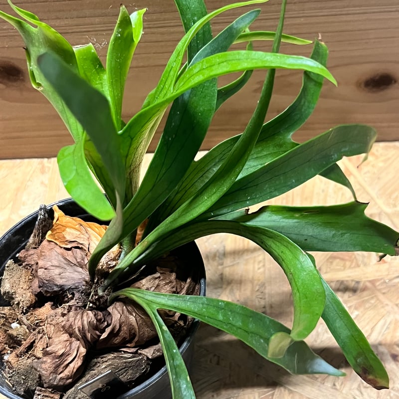 ビカクシダ コロナリウム 温室室内管理株 ビカクシダ コロナリウム 温室室内管理株 - メルカリ