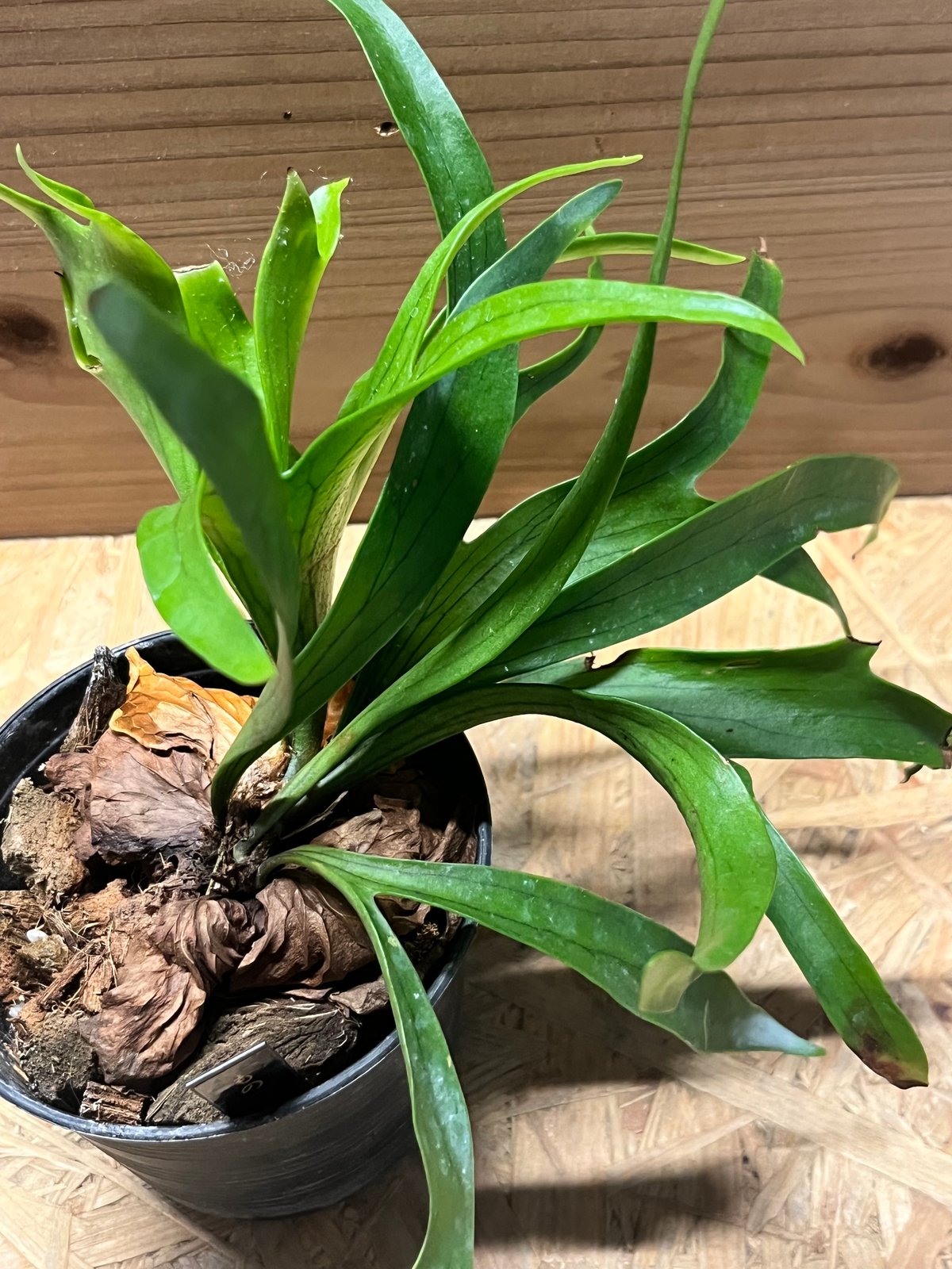 ビカクシダ コロナリウム ドラゴンツリー | GREEN LUCK