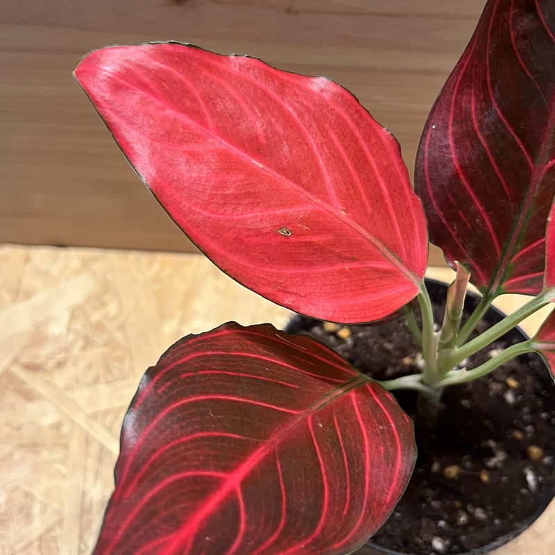 アグラオネマ　レッドベイン　ミューテーション　1株 アグラオネマ レッドベイン(変異タイプ) 1株 - メルカリ