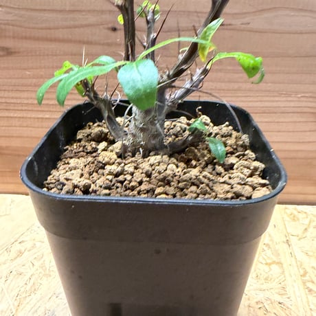 フォークイエリア　ファシクラータ