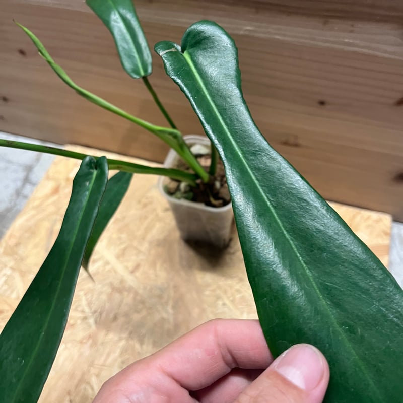 フィロデンドロン ジョーピー | GREEN LUCK