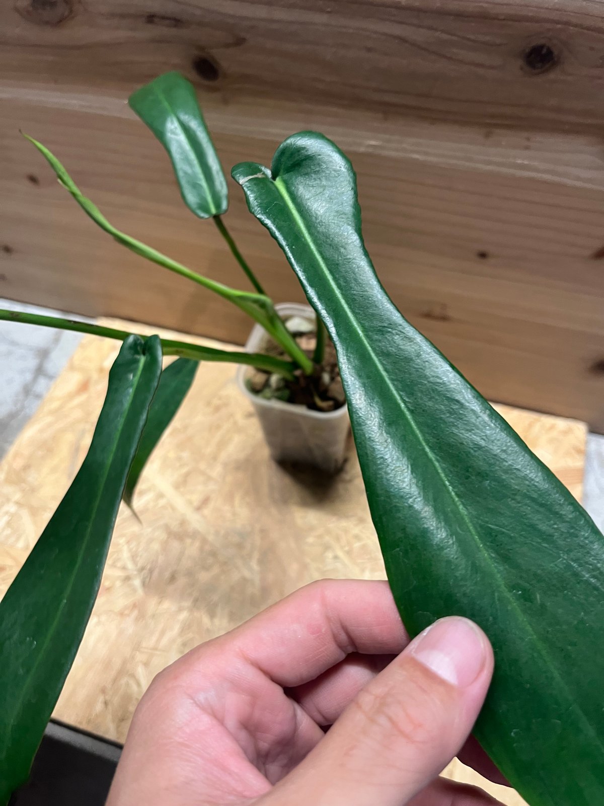 フィロデンドロン ジョーピー | GREEN LUCK