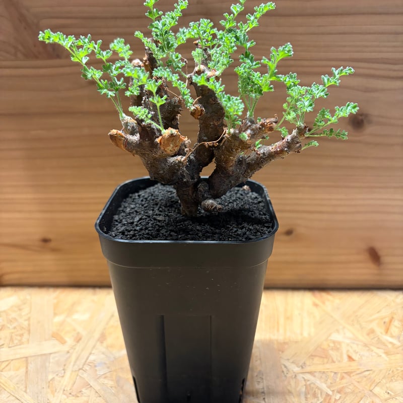 ペラルゴニウム アルテルナンス | GREEN LUCK