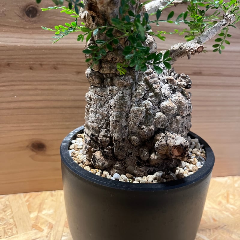 オペルクリカリア パキプス | GREEN LUCK