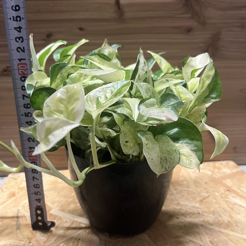 ポトス　グローバル 園芸ネット本店｜[棚卸セール]（わけあり特価）ポトス：グローバル 4号