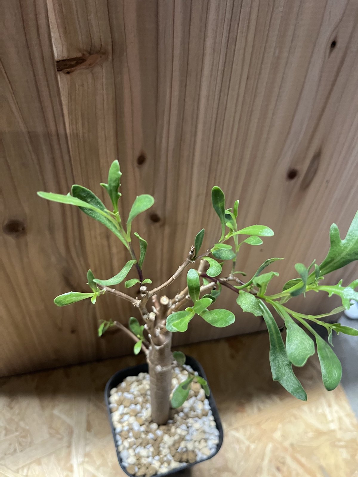 n*い様 オトンナ　ロバタ　現地球　大株 オトンナ ロバタ | GREEN LUCK