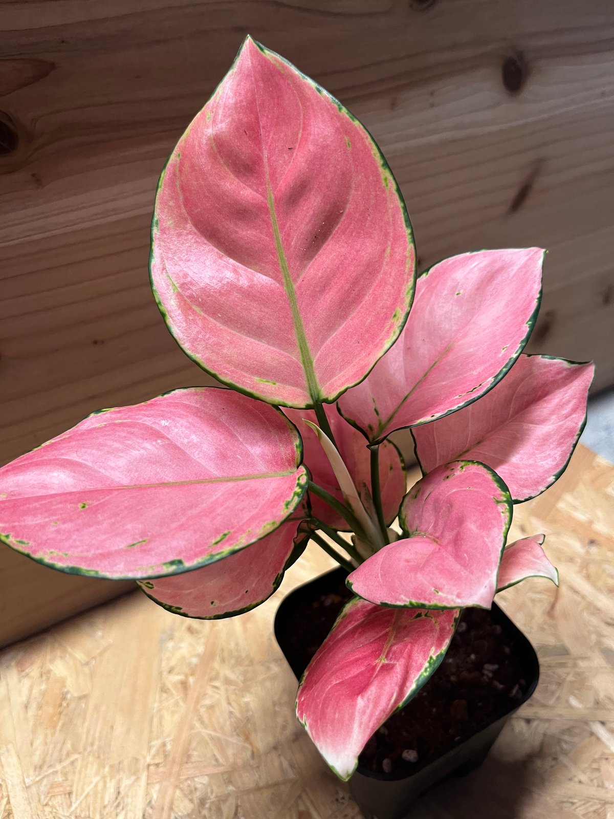 超希少❗️アグラオネマ　ピンクマルーン \