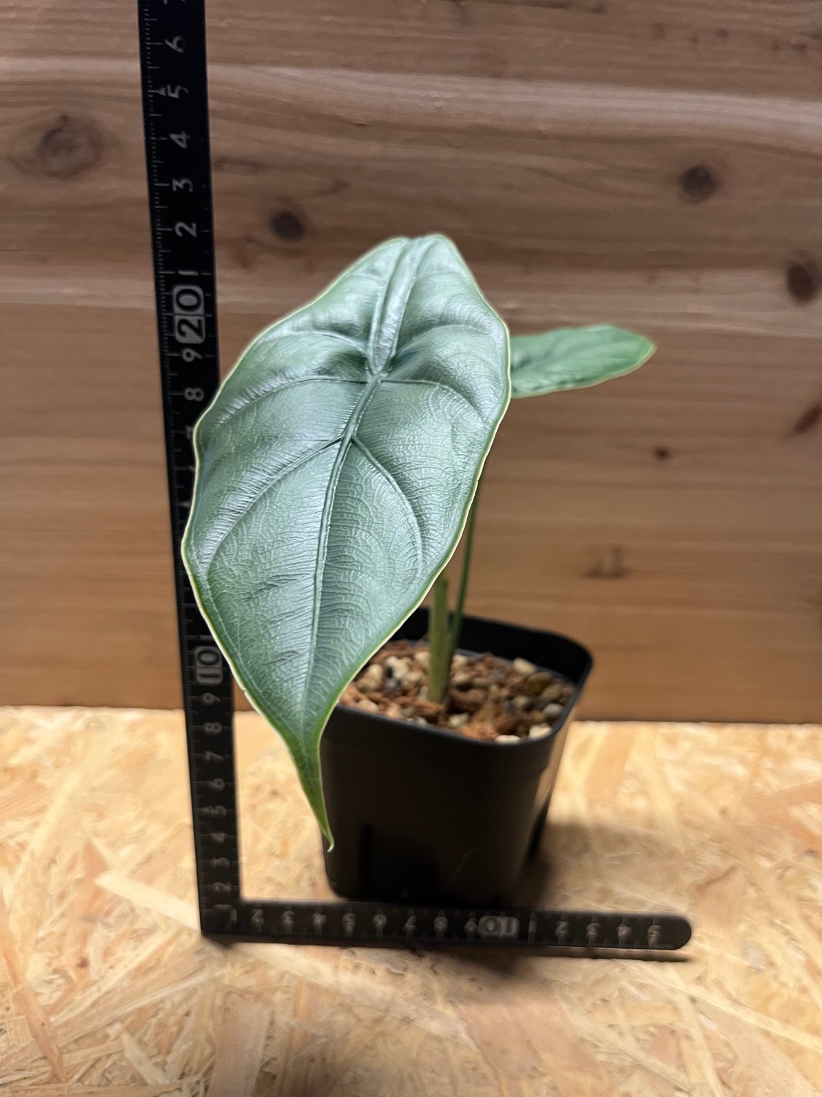 アロカシア アロカシア パンカックボンネンシス | GREEN LUCK