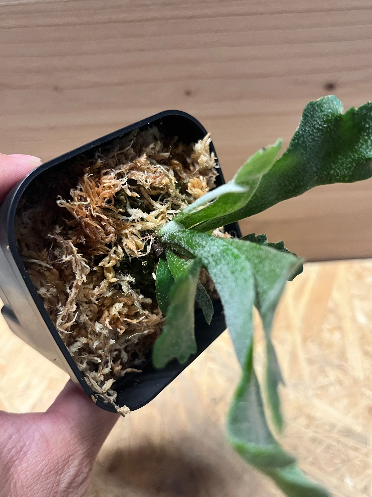 ビカクシダ シュプール | GREEN LUCK