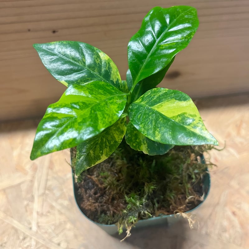 コーヒーの木 斑入り | GREEN LUCK