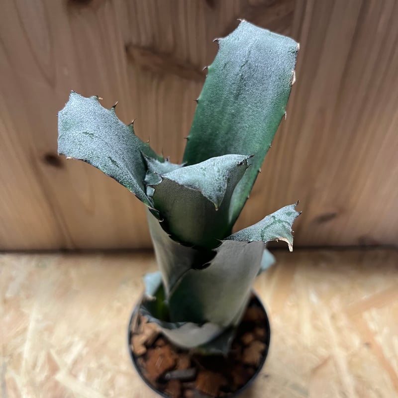 ホヘンベルギア sp.357 | GREEN LUCK