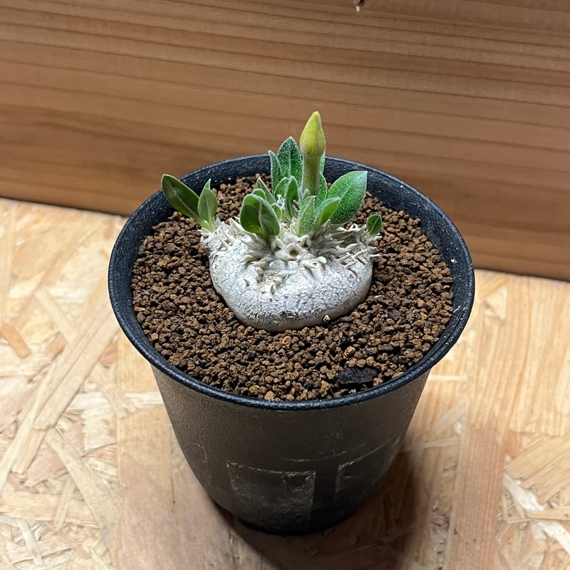 パキポディウム ブレビカウレ 恵比寿笑い | GREEN LUCK