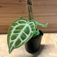 ネオレゲリア ノスフェラトゥ | GREEN LUCK