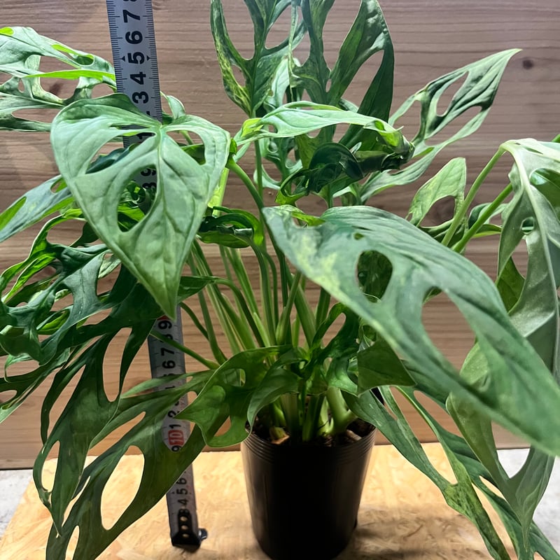 モンステラ レモンライム バリエガーター A モンステラ レモンライム