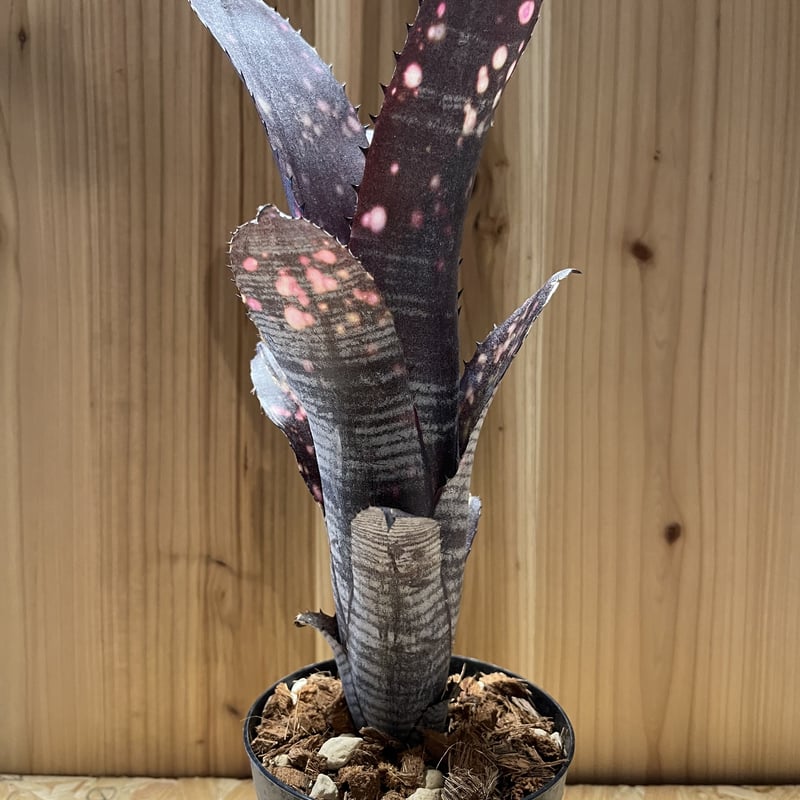 ビルベルギア スモークスタック | GREEN LUCK