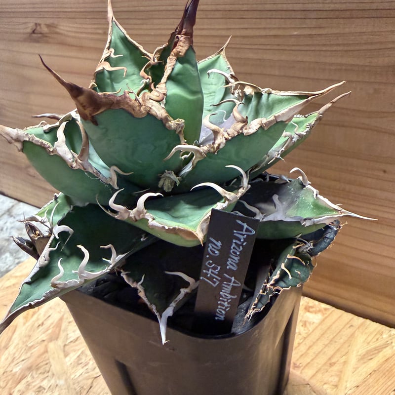 Arizona Ambition アリゾナアンビション チタノタtitanota Arizona Ambition アリゾナアンビション チタノタtitanota