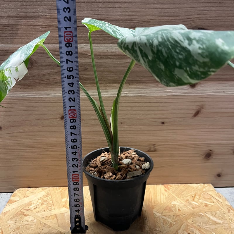 斑入りモンステラ ボルシギアナ バリエガータ | GREEN LUCK