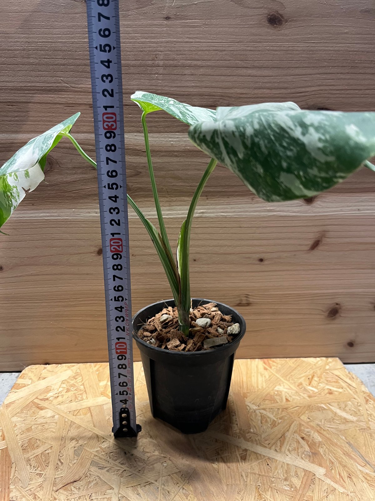 斑入りモンステラ ボルシギアナ バリエガータ | GREEN LUCK