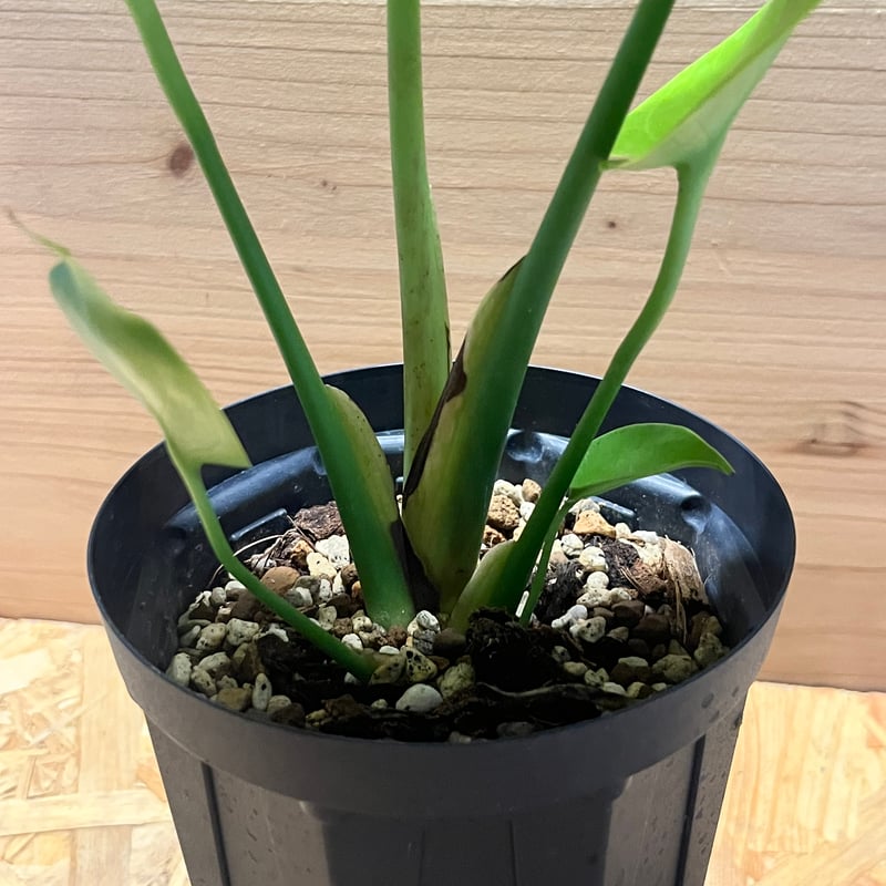 プ*ン様 モンステラ 黄金葉 ゴールドリーフ フルムーンゴールド lsw302