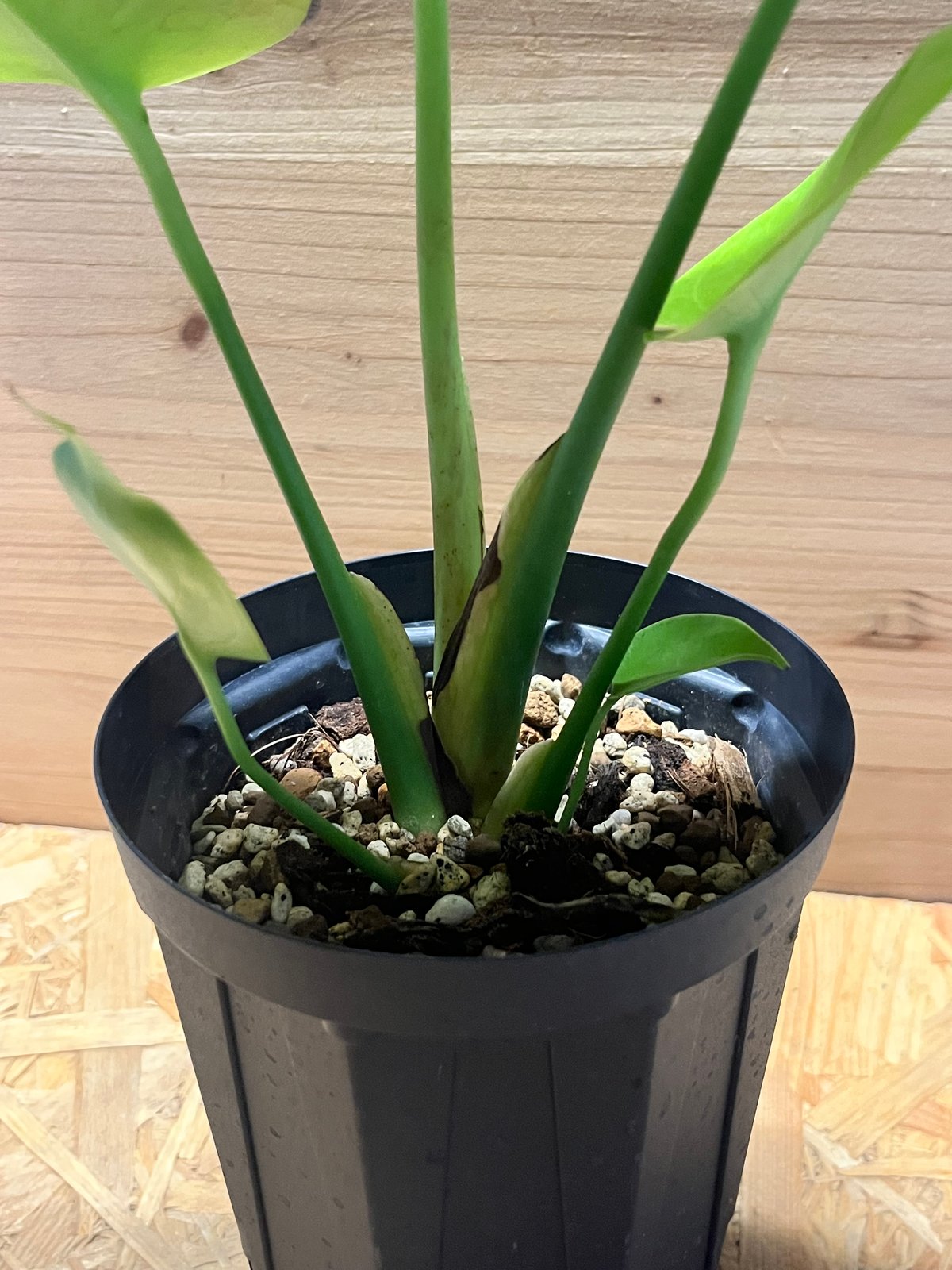 モンステラ デリシオーサ ゴールドリーフ | GREEN LUCK