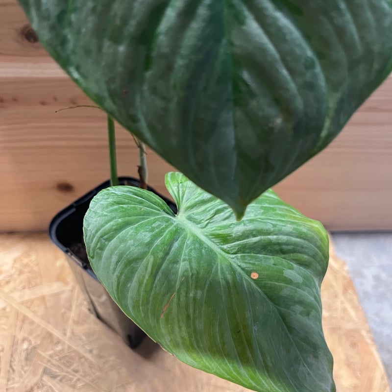 フィロデンドロン マジェスティック | GREEN LUCK