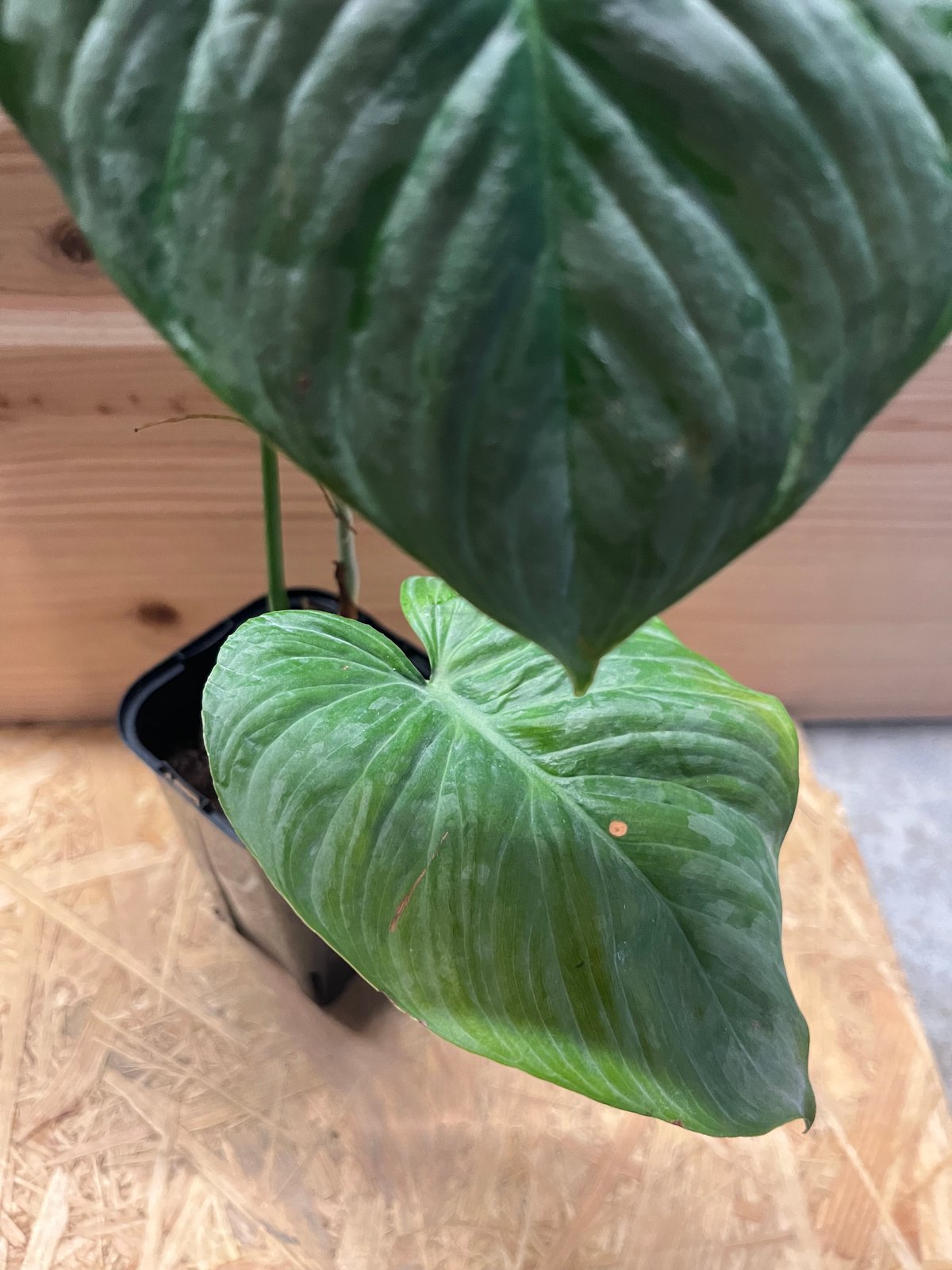 フィロデンドロン マジェスティック | GREEN LUCK