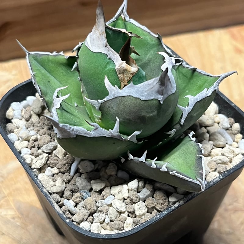 アガべ チタノタ '白犀牛' | GREEN LUCK