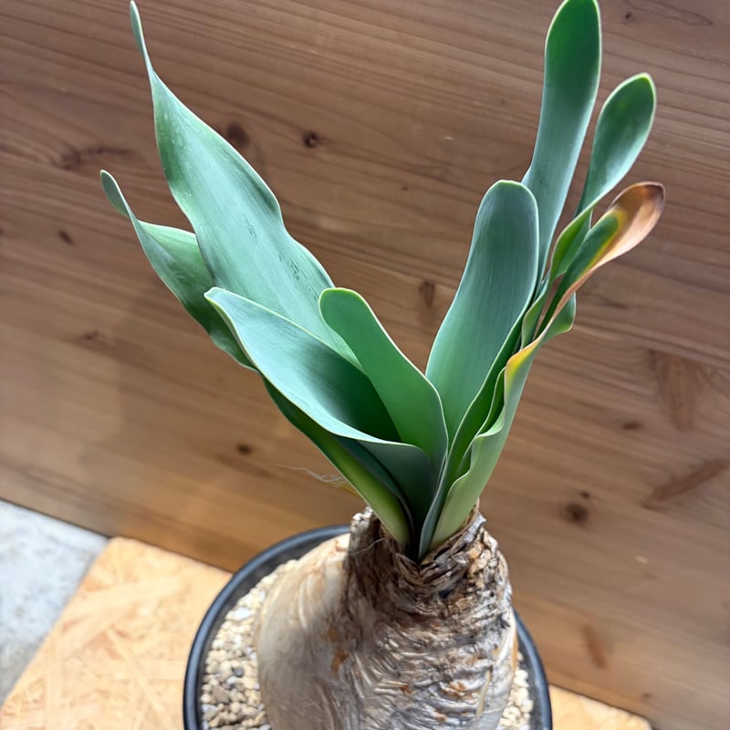 ブーファン ハエマンソイデス | GREEN LUCK