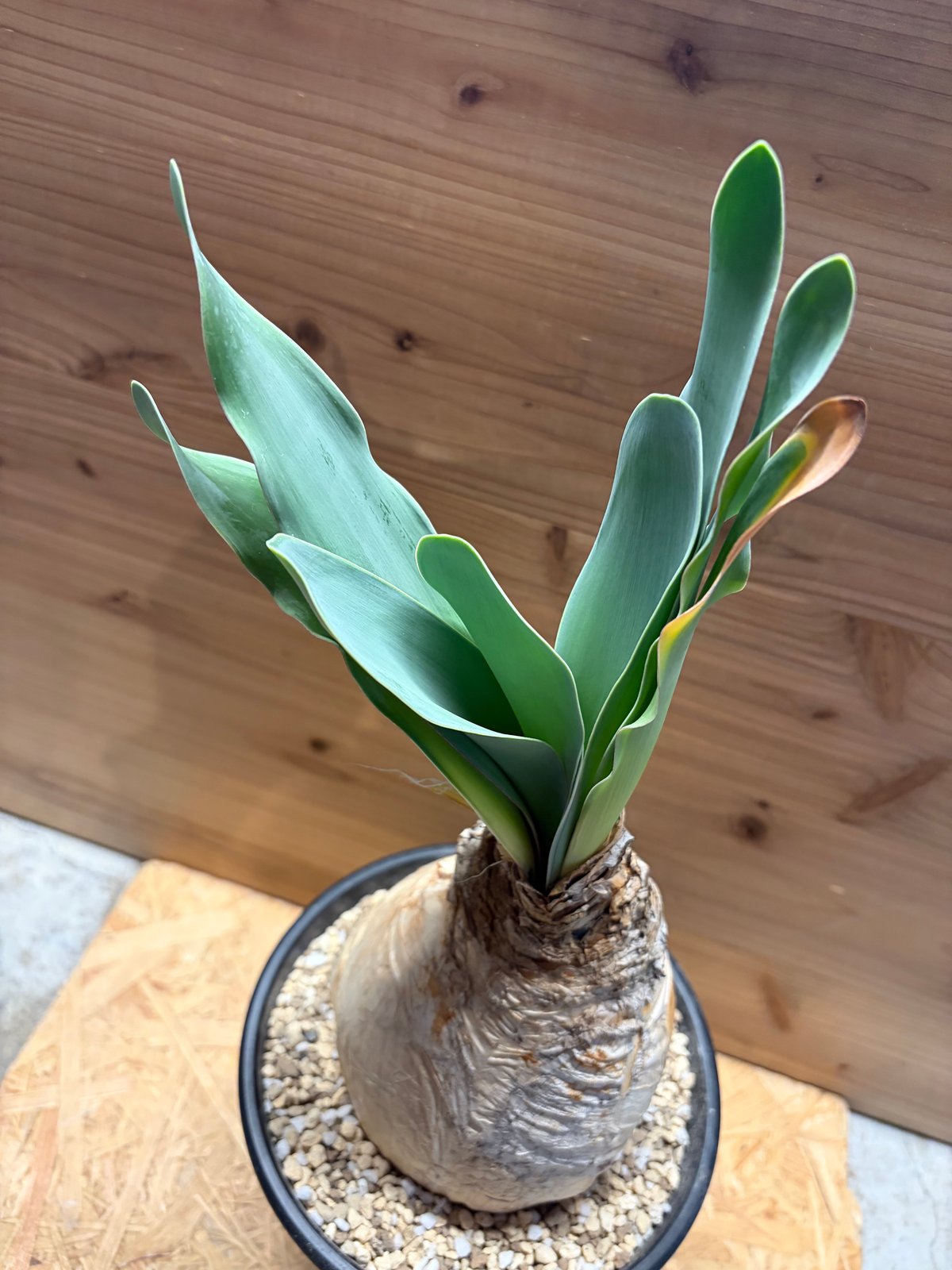 ブーファン ハエマンソイデス | GREEN LUCK