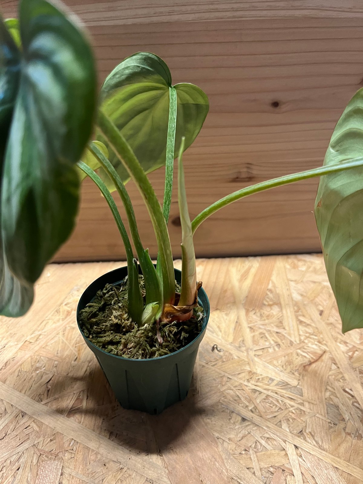 専用happymaechanさん フィロデンドロンプロウマニーブラックフェイス