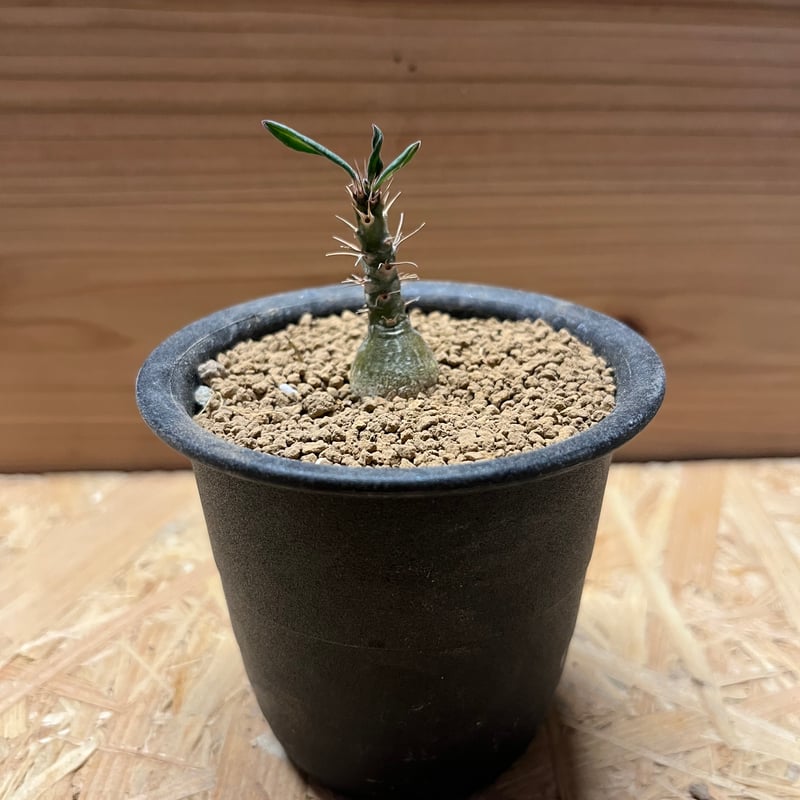 パキポディウム サキュレンタム 塊根植物 大株 パキポディウム サキュレンタム 天馬空 塊根植物 コーデックス
