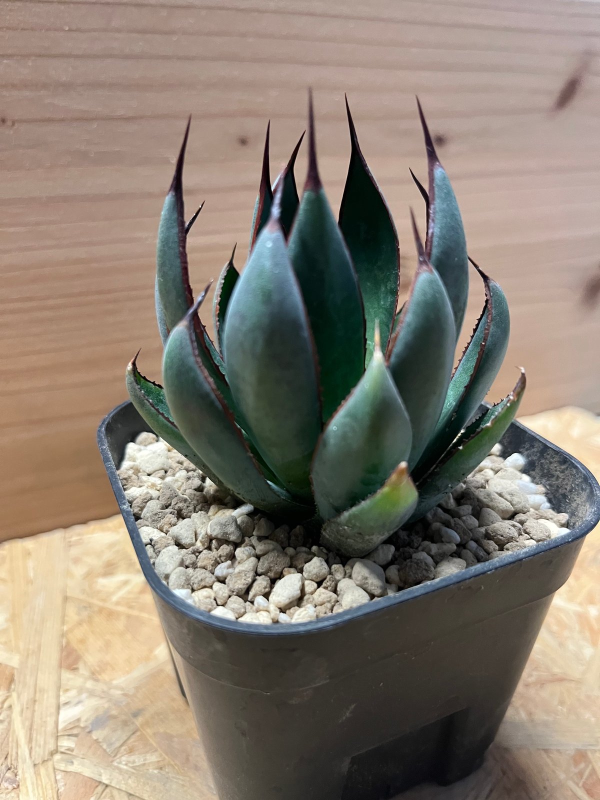 マンガベ プレイング ハンズ | GREEN LUCK