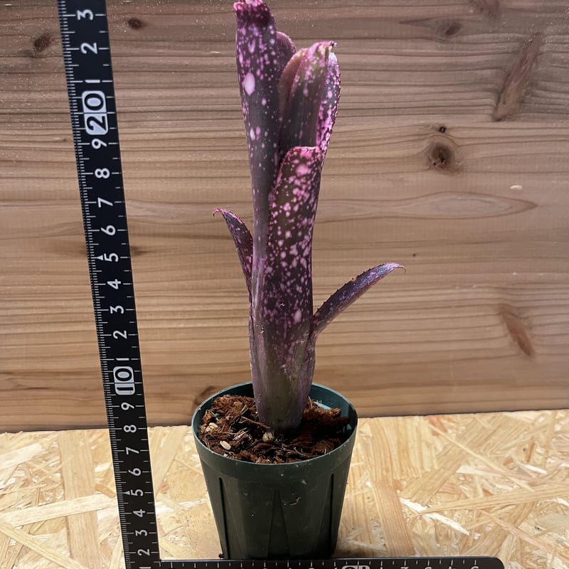 ビルベルギア スモークスタック | GREEN LUCK