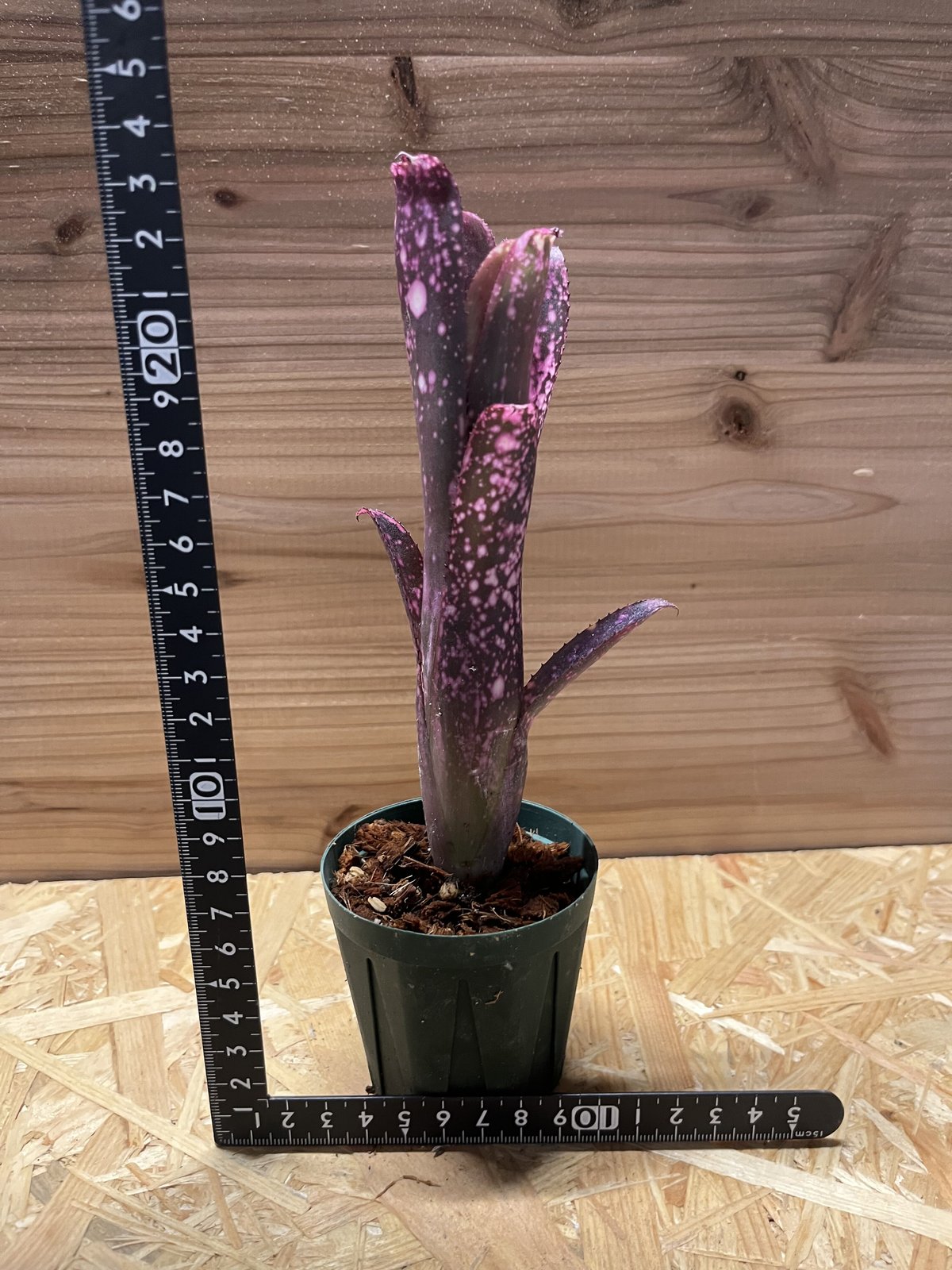 ビルベルギア スモークスタック | GREEN LUCK