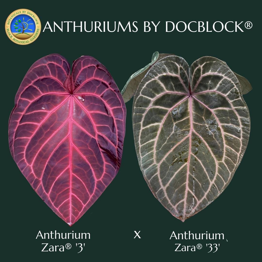 Anthurium ZARA アンスリウム ザラ アンスリウム ザラ3×ザラ33 | GREEN LUCK