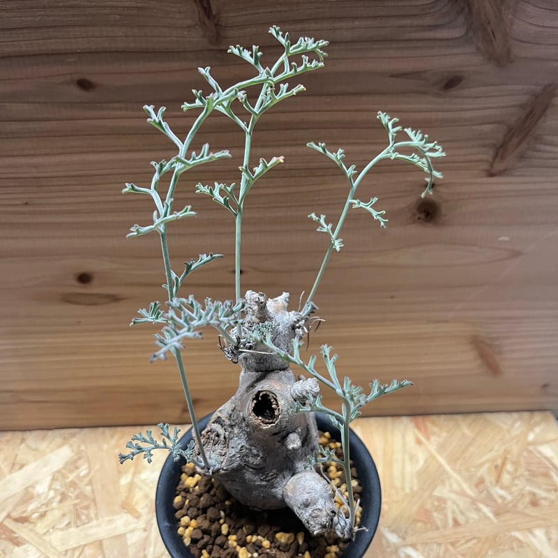 希少 3年管理 ペラルゴニウム・クリズミフォリウム 現地球