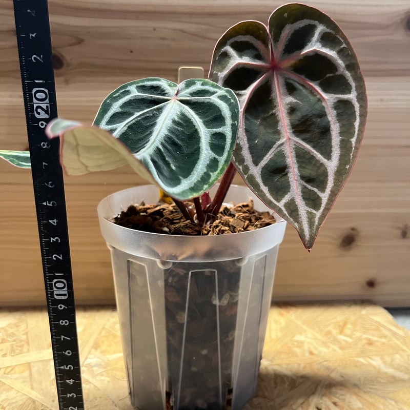 アンスリウム スカーレット | GREEN LUCK