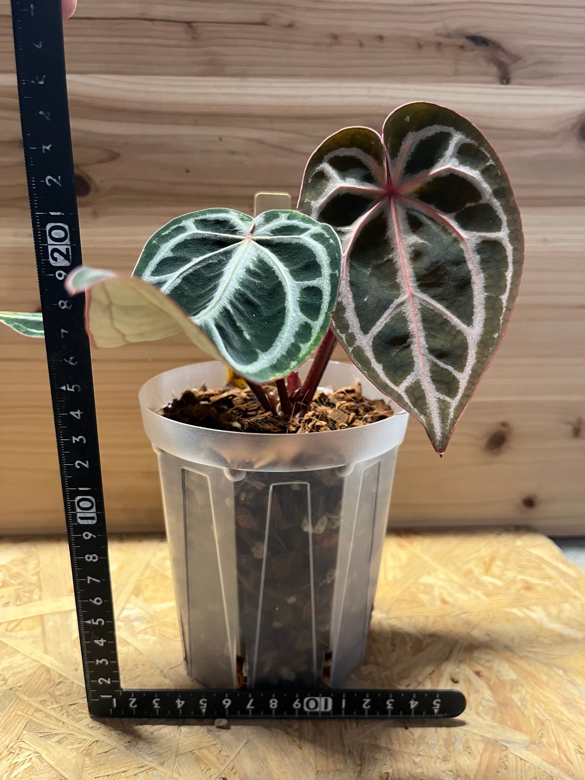 アンスリウム　スカーレット アンスリウム スカーレット | GREEN LUCK