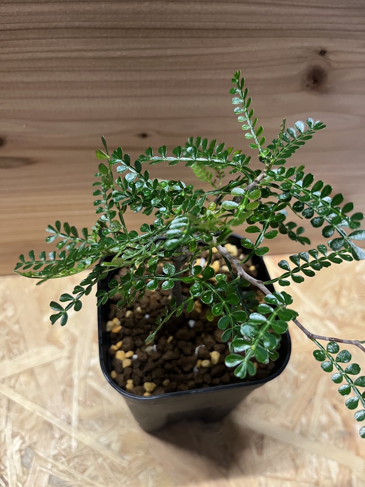 オペルクリカリア・パキプス実生 オペルクリカリア パキプス 実生 | GREEN LUCK