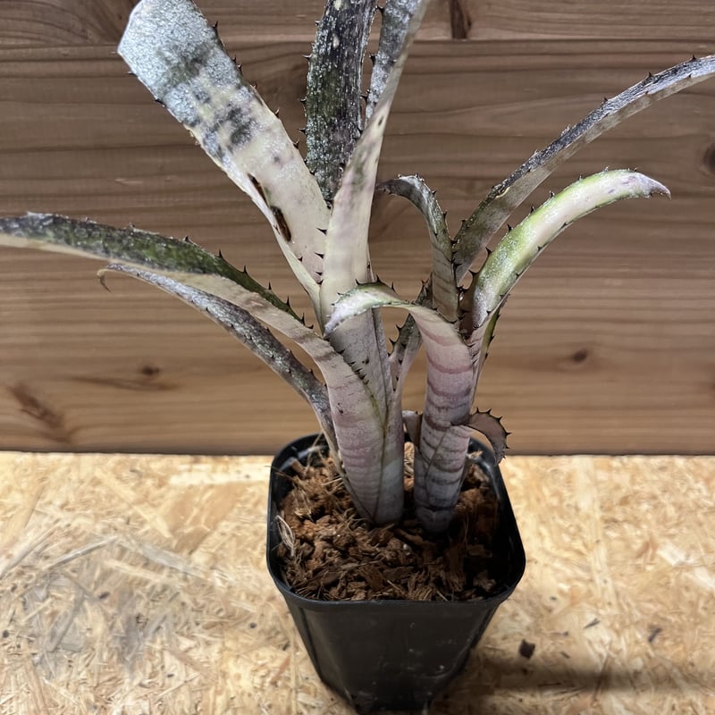 ビルベルギア パイプライン | GREEN LUCK