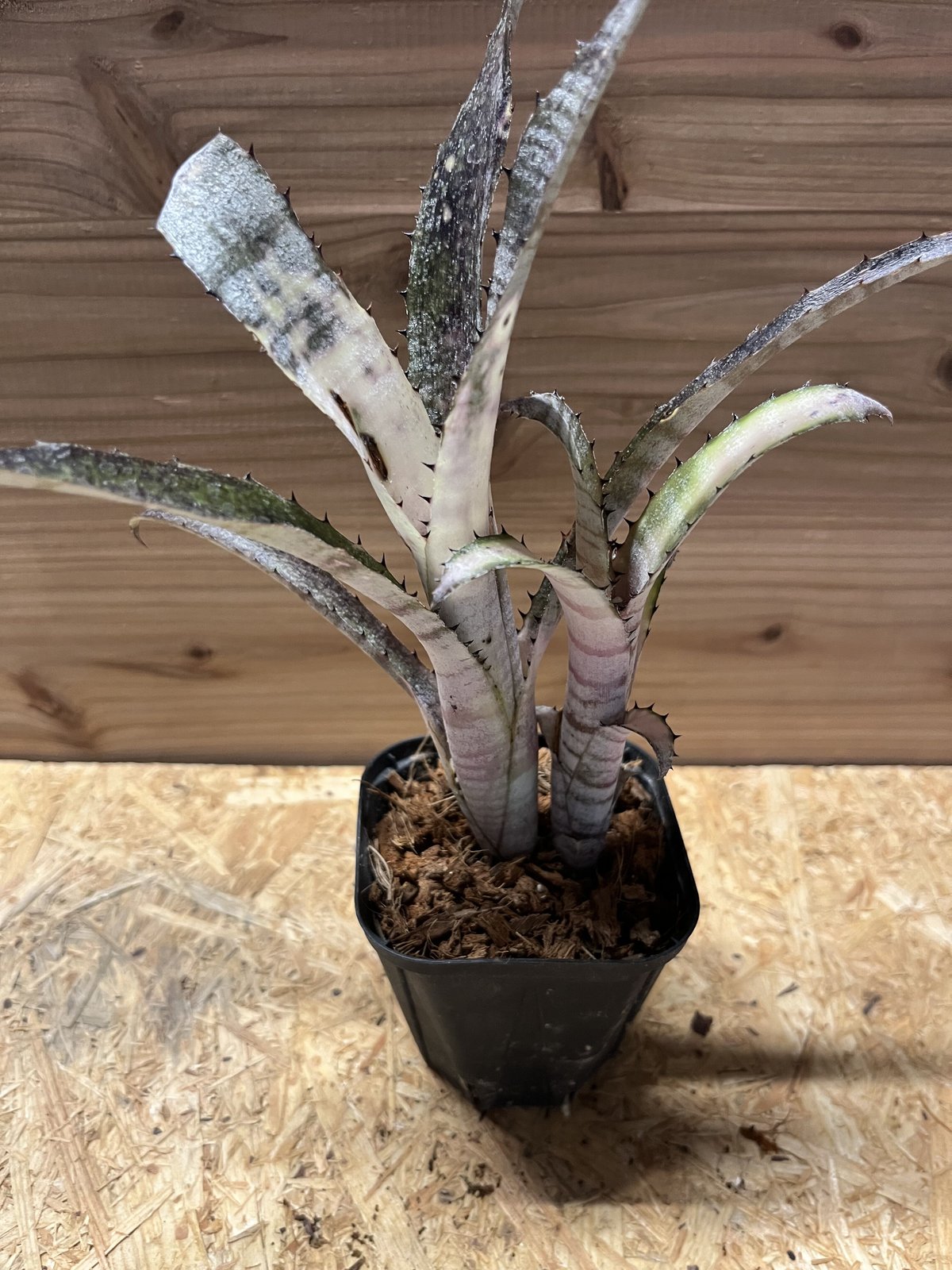 ビルベルギア パイプライン | GREEN LUCK