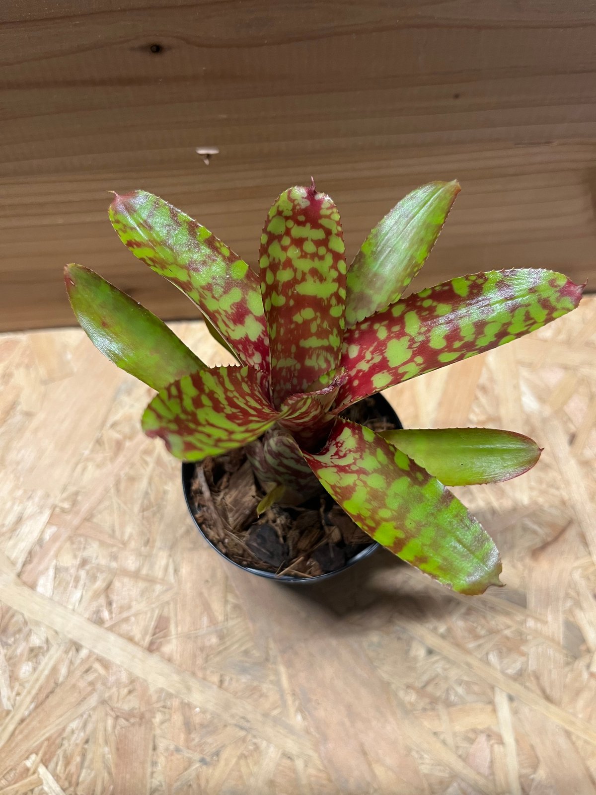 ネオレゲリア ワイルドタイガー | GREEN LUCK