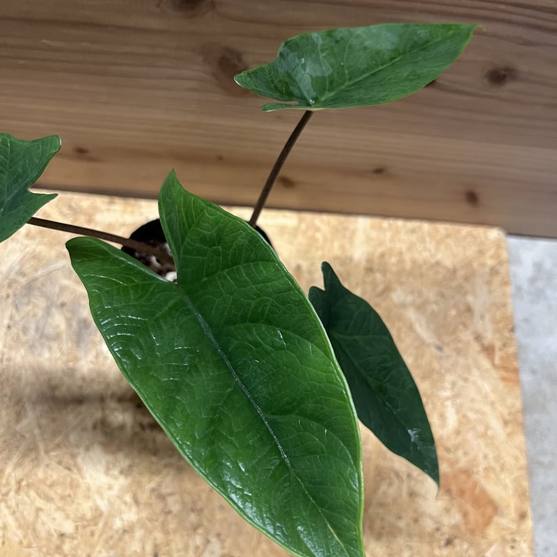 アロカシア スカルプラム | GREEN LUCK