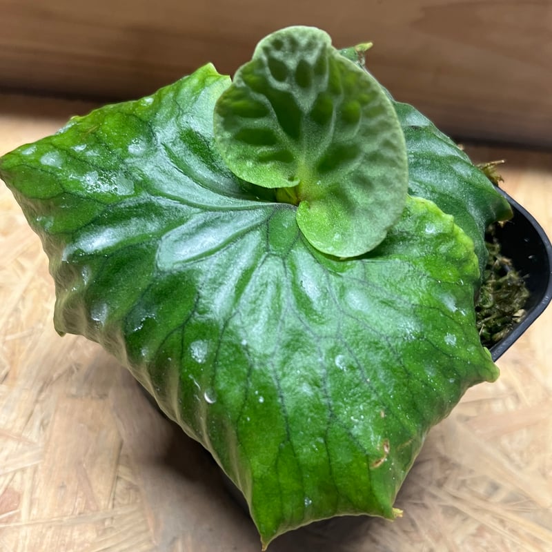 ビカクシダ マダガスカリエンセ | GREEN LUCK