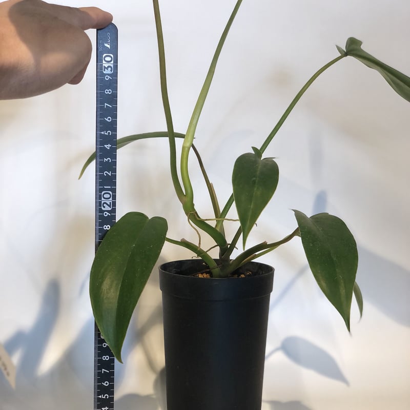 フィロデンドロン 69686 | GREEN LUCK