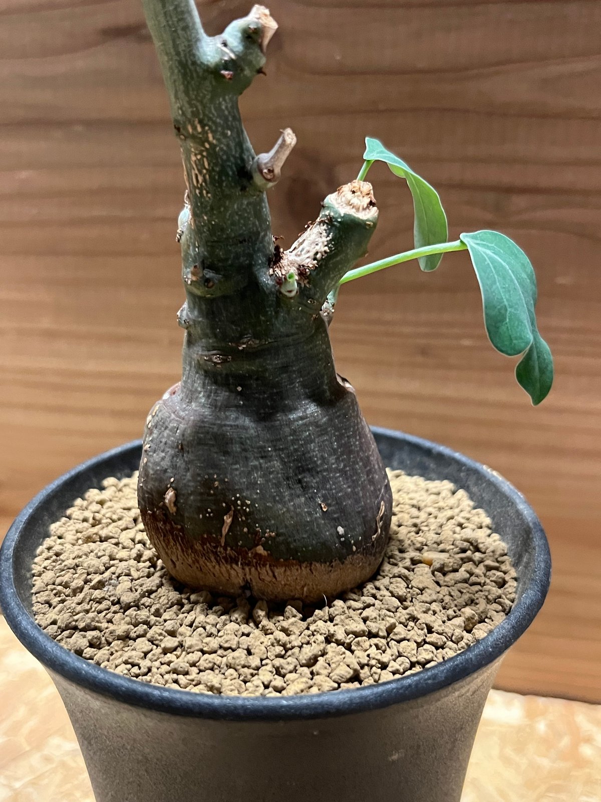 アデニア スピノーサ 2年管理 鉢ごと アデニア スピノーサ 2年