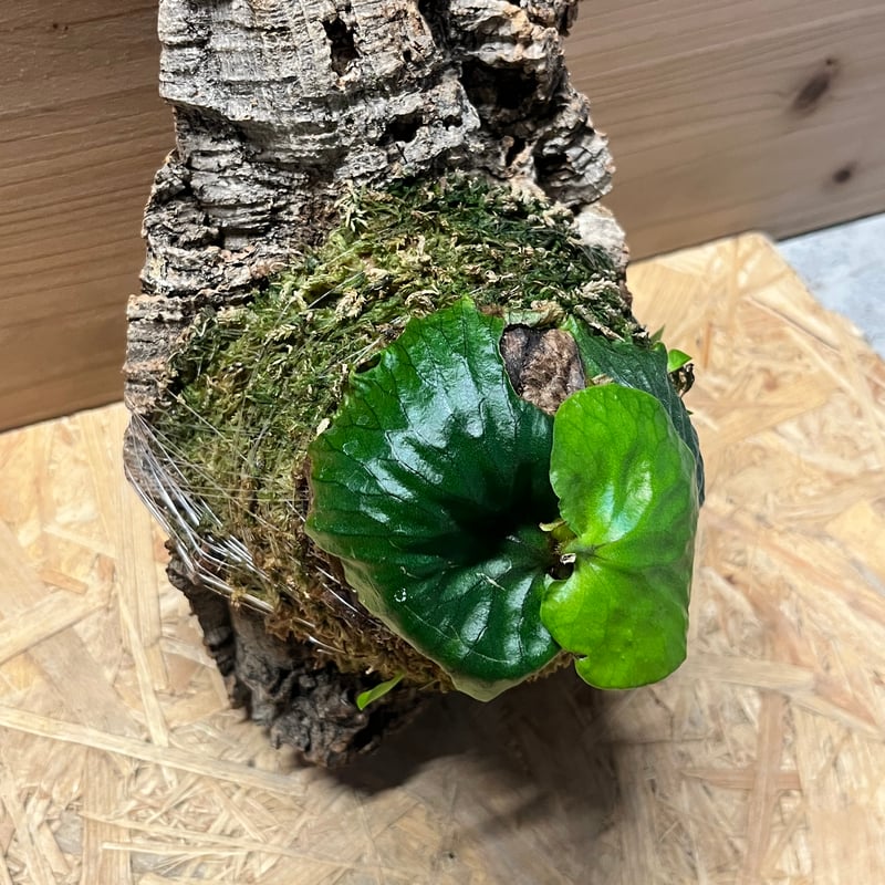 ビカクシダ　セット　ジェニー　OMG　マダガスカリエンセ　など ビカクシダ セット ジェニー OMG マダガスカリエンセ など ビカクシダ